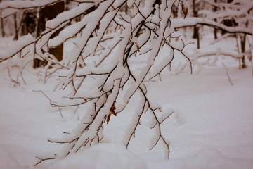 park with trees covered with snow after massive snowstorm