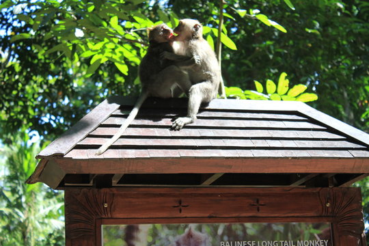 monkeys