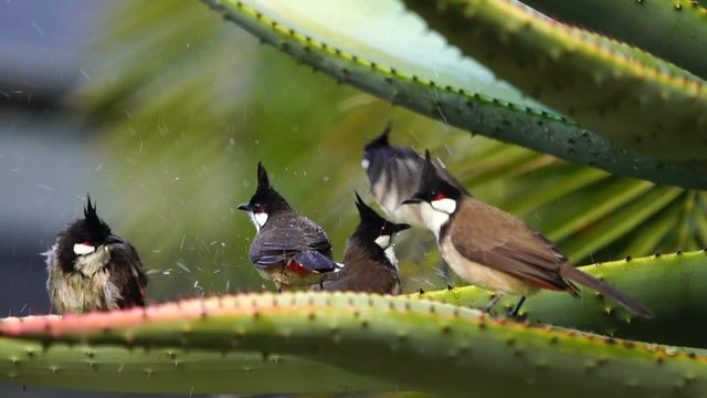 slow motion red whiskered bulbuls bathing in aloe plant leaf