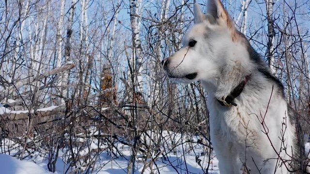 A pet husky wolf dog explores the forest on a cold and sunny winter day.
