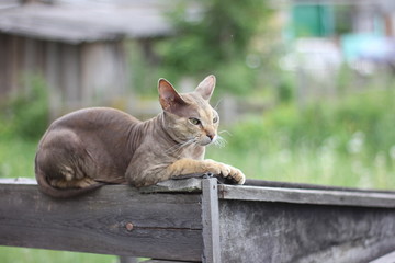 don sphinx