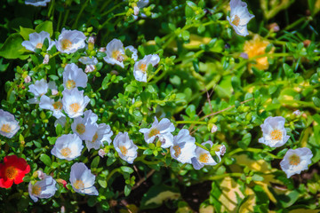 Beautiful white portulaca oleracea flower, also known as common purslane, verdolaga, little hogweed, red root, or pursley.