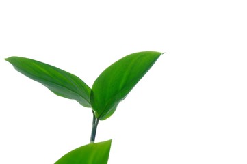Close up water plant leaves on white isolated background for green foliage backdrop 