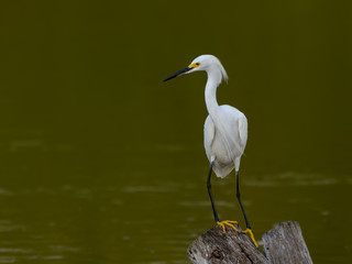 Snowy Egret Closeup Portrait on Green Background