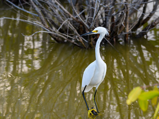  Snowy Egret Foraging on the Pond with Mangrove