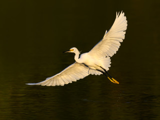 Snowy Egret in Flight on Green Background