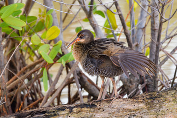 King Rail Standing on Log