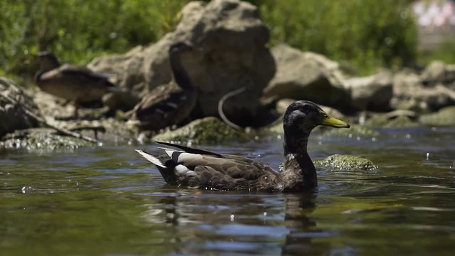 Image of a small duck swiming at a river, Germany.