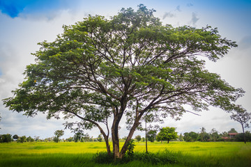 Green single tree on the rice field with cloudy blue sky background. Landscape view of big tree in green rice field on cloudy day.
