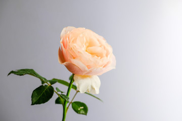 Roses for romantic Valentines Festival