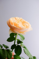 Roses for romantic Valentines Festival