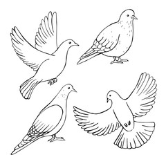 Hand drawn doves . Vector sketch  illustration.