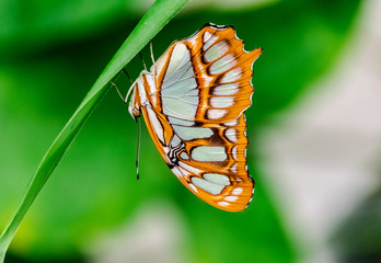 Siproeta stelenes butterfly (malachite), hanging upside down on a green leaf