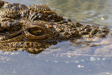 A large dangerous Crocodile