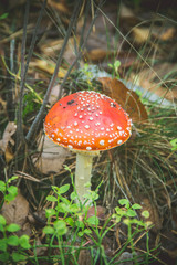 Toadstool mushrooms growing in the forest. Selective focus.