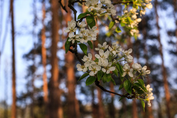 White flower on a branch on a background of green leaves in summer