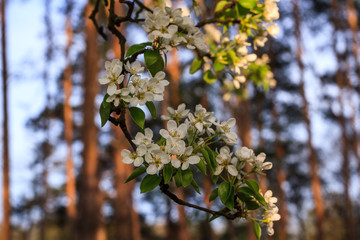 White flower on a branch on a background of green leaves in summer