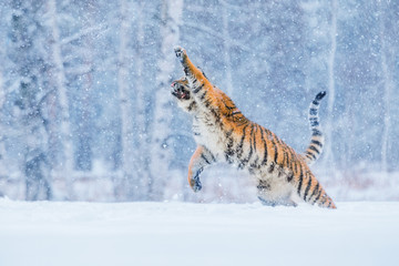 Tiger portrait in cold winter. Tiger in wild winter nature. Action wildlife scene, danger animal.