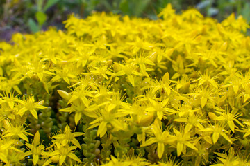 Yellow vertical flowers vertebane in the garden on a background of green