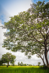 Obraz premium Green single tree on the rice field with cloudy blue sky background. Landscape view of big tree in green rice field on cloudy day.