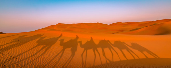 Panoramic view of camel ride in the desert. Shadow of camels in the desert sand at sunrise....