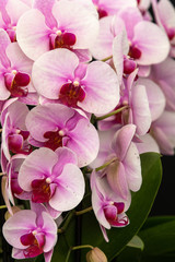 Fototapeta na wymiar Orchid phalaenopsis pink twilight