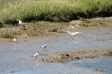 Obraz premium Baie d'Authie, Pas de Calais