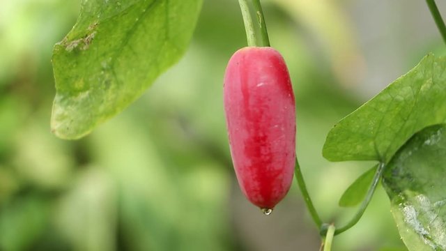 colorful fruits of Ivy Gourd  