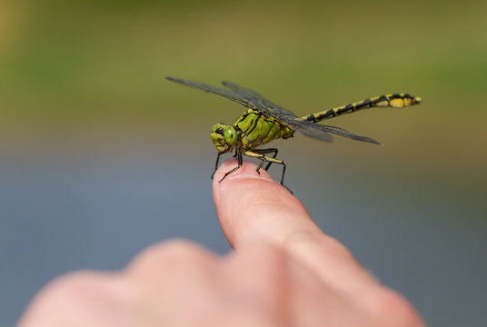 Green dragonfly Ophiogomphus cecilia sitting on finger