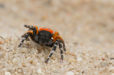 The Ladybird spider Eresus kollari in defence position