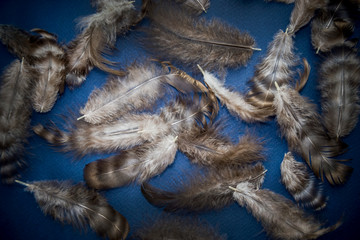 Chicken feathers on a dark blue background