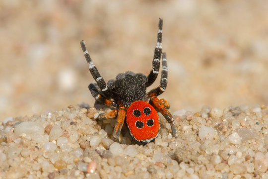 The Ladybird spider Eresus kollari in defence position