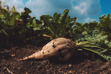 Extracted sugar beet root crop