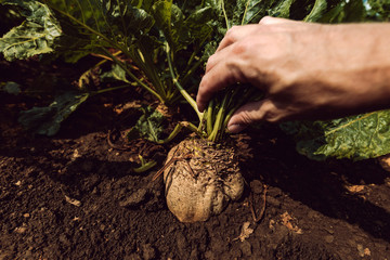 Farmer extracting sugar beet root crop