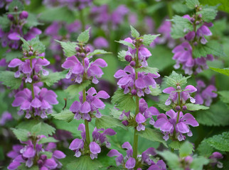 Natural overgrown Lamium purpureum