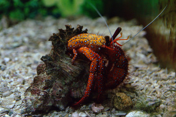 crab on the beach