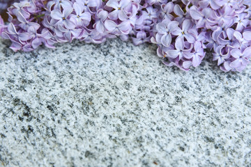 lila Flieder auf grauem Steinhintergrund Frühling