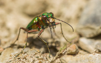 Green tiger beetle Cicindela campestris in Czech Republic