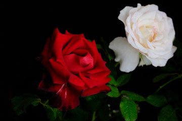 Roses for romantic Valentines Festival