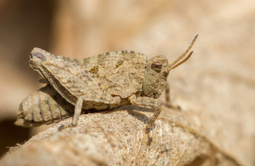 Grasshopper Tetrix undulata on leaf in Czech Republic