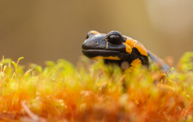 The fire salamander Salamandra salamandra in Czech Republic