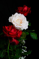 Roses for romantic Valentines Festival