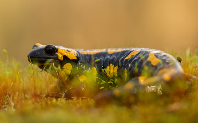 The fire salamander Salamandra salamandra in Czech Republic