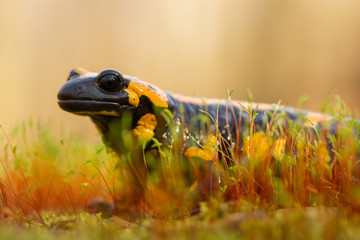 The fire salamander Salamandra salamandra in Czech Republic