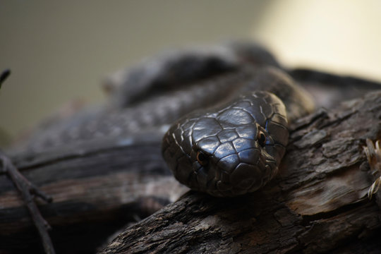 Observing Snouted Cobra Snake (naja annulifera), Pretoria, South Africa