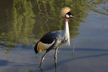 Walking Southern Crowned Crane Bird (balearica regulorum), Pretoria, South Africa