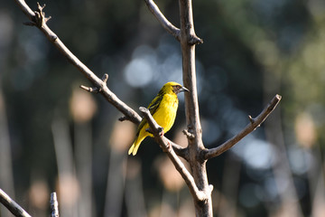 Spotted-backed Village Weaver Bird (ploceus cucullatus), Pretoria, South Africa