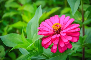 Obraz premium Pink Zinnia flower (Zinnia violacea Cav.) in summer garden on sunny day. Zinnia is a genus of plants of the sunflower tribe within the daisy family.