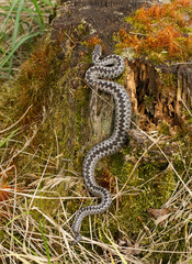 European viper Vipera berus in Czech Repblic