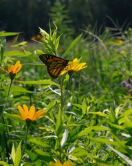 Monarch butterfly on yellow wildflower in a sunny field